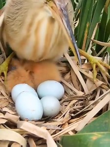 newborns and eggs of Yellow Bittern (黄苇鳽,Ixobrychus sinensis). Since they often build nests deep inside reed marsh using reeds as the raw material, it is hard to take a glimpse of it. (罗布斯基) ❤️❤️❤️ #China #nature #birds #wildlife #travel #peace #beauty #beautiful #love | Lin hillside