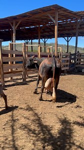 Ya a unas horas de nacido. #geneticadobleproposito #vaca #milk #cebu #gyrlechero #toros #leite #fazenda #cow #genetica #gado #campo #portuguesa #zebu #ganado #girleiteiro #gir #gyr #ganaderiaelsitio #pasiongyrlechero #nicaragua #brasil #leche #ganadolechero #dobleproposito #ternero #dobleordeño #vaquillas | Ganaderia El Sitio Oficial