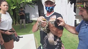 Rescuing dangerous pit vipers and pythons from residential areas across Asia