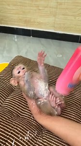 Little Babe Jenna Morning Routine Mom care Jenna | Monkey Dodo