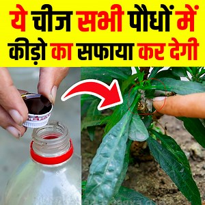 20K views · 161 reactions | Simple Solution for Mealybug/ White insects | how to use neem oil for pest control #plants #gardening | HLD Experiment | Facebook