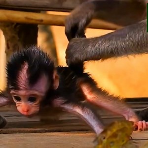 1K views · 11 reactions | Poor baby monkey shacking terrify when mother dragging back so hard | Monkey BiBi | Facebook
