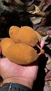 Forest Kiwi Fruit 🥝 #kiwi #fruit #forestfruit