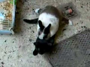 Horny Rabbit Humps A Cat