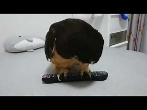 remote control owl - 999115