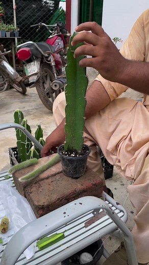 How to graft cactus learn in one minute #cactus #cactusgrafting #plants #redcactus #flowers #houseplantsofinstagram #ihavethisthingwithplants #roses #gardendesign #plantsmakepeoplehappy | AGP Nursery Farm