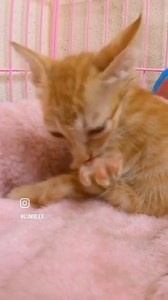 Saat paling menyentuh hati, ketika seekor anjing menyelamatkan kucing Oyen yang hampir lemas. Bukti bahawa kasih sayang dan keberanian melampaui perbezaan. Veronica Chendang #vee #AnimalLover | Veronica Chendang