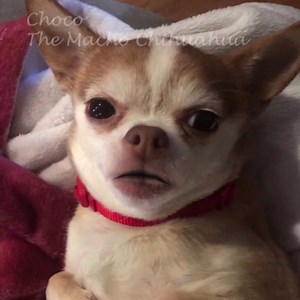 7.2K views · 2.4K reactions | CHOCOs Charms, cute as a bugs ear, respectfully submitted by my friend Miss @Barbara Akers. Tap or press white arrow❤️ | Choco the Macho Chihuahua | Facebook