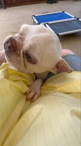 Up close and personal with Mr. Filbert 😂 | Lone Star Dog Ranch & Dog Ranch Rescue