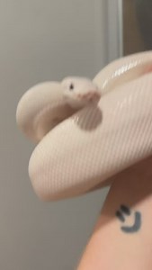 50K views · 10K reactions | Betty the BEL & Green Bean the GTP. Who do you like more Betty or Green Bean? #ballpython #ballpythons #ballpythonsofinstagram #ballpythonsofinstagram #ballpythonmorph #python #greentreepython #gp #aru #cute #pet #pets #daily #happy #animal #animals #fun #instagram #tiktok #snake #snakes #snek #reels #viral #boise #idaho #blueeyeleucistic #bel #pretty | Black Lake Reptiles | Facebook