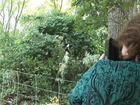 Goats in demand for eco-friendly mowing