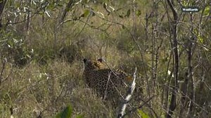 When opportunity knocks, leopards answer Tortoise Pan, the dominant male leopard, catches a porcupine - a profoundly dangerous meal. An encounter for the history books. Don't miss out on more heart-stopping safari moments. Join our Explorer and YouTube memberships for exclusive access. #wildearth #leopard #porcupine #wildlife #nature #africa | Wildearth