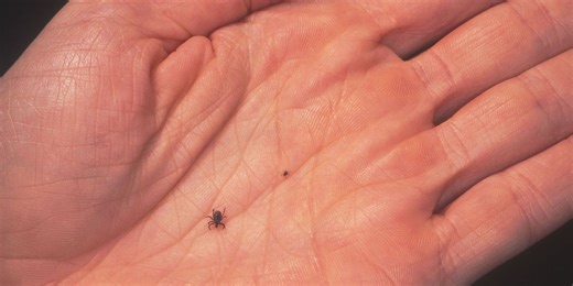 New virus carried by ticks discovered in China which can invade the brain