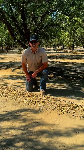 Rootex® applications at post-harvest (½ lb.) and full bloom (1 lb.) help set the stage for more nuts by supporting carbohydrate storage in the trees and creating the right environment for strong bud development. To finish the crop out strong, we also applied Knox® in early August and again 5 weeks later — giving the trees the energy and resilience needed to carry this year’s crop and prepare for the next. | Redox | Facebook