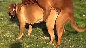 Dog Mating