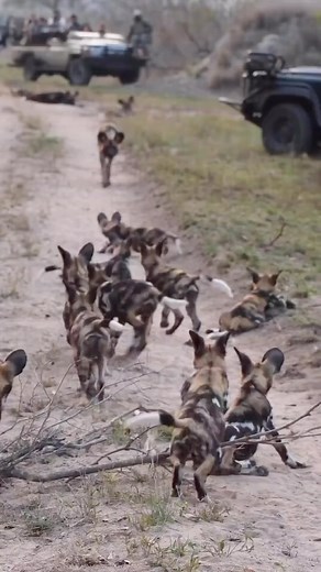 50K views · 11 reactions | 20 wild dog puppies enjoying their new...