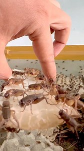 528 reactions · 51 comments | Makanan dan Minuman Bagus Buat Jangkrik #cricket #cricketlovers #jangkrik | Jumai Sharly | Facebook