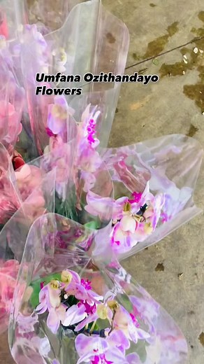 Blossoming into something beautiful Fresh flowers, fresh start place your floral order with us today. DM/ WhatsApps: +27782946315 or 0650719010 #flowers #flowersoftheday❤️ #umfanaozithandayoflowers | Material sgiya | Facebook