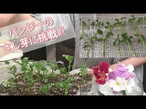 ガーデニング パンジーのさし芽 花 パンジーの色が薄くなる原因