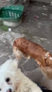 Cockerspaniel-Hündin sucht ein gutes Zuhause Sie wurde ausgesetzt in Rumänien gefunden und von einer tierlieben Frau gerettet. Nun ist sie seit einer Woche bei Maria & Adrian. Sie ist gut verträglich mit anderen Hunden und mag Menschen. Katzen sollten im neuen Zuhause nicht sein. Sie wird auf ungefähr 2 Jahre geschätzt, reist geimpft, Microchip, kastriert. Bei ernsthaftem Interesse, dieser zauberhaften Hündin ein Zuhause geben zu können, freuen wir uns auf Ihre Selbstauskunft. 🔗 Link zur Selbst