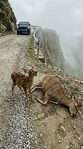 1M views · 37K reactions | This Baby Deer’s Pain Is Hard to Watch… 歷 #deer #animals #animallover #animalrescue #rescue #deerhunting #KindnessMatters | Animal Rescue | Facebook