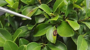 11 reactions | For more content like this be sure to visit Terry's YouTube channel: https://bit.ly/3Sf1oyY | Bonsai Tree | Facebook