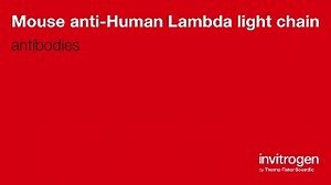 Mouse anti-Human Lambda light chain Antibodies | Invitrogen