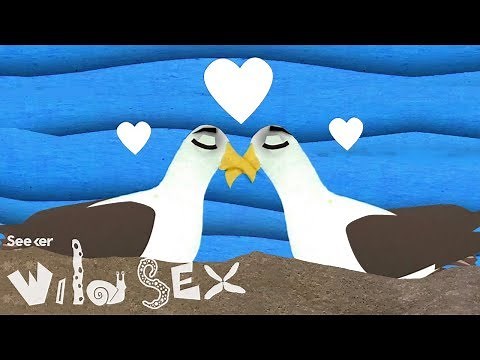 How Same-Sex Partnerships Work in the Animal Kingdom