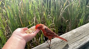A male Northern Cardinal visits the Hand of Snacks. I raised my hand up a bit to see if he would fly up to land, but he was more comfortable on the railing so I lowered the snacks back down for him. | Jocelyn Anderson Photography