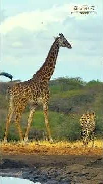 Cheetah and Giraffe at the Waterhole | ol Donyo Lodge LiveCam Series Ep1 | Great Plains Conservation
