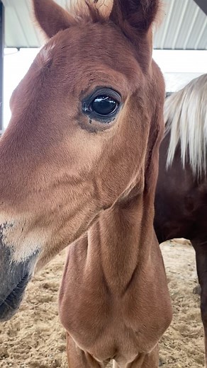 Chestnut Tennessee Walking Horse filly. We breed, raise and train our TWH’s for trail and pleasure riding. Give us a call or come on out and check her out in person. (859) 322-2483. https://walkinghorses.com | Ed's Walking Horses