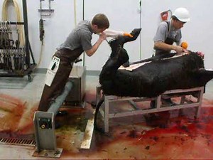 HD Skiinner Demo BEEF