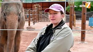 16K views · 102 reactions | Reba, Sheena and Indu are MAJESTIC Asian ELEPHANTS with special stories. Corey from Phoenix Zoo has some fun and important facts about these beautiful ladies! These Asian elephants are some of many 珞 #cuteanimals 珞 of Arizona and you can visit them at #PhoenixZoo! | CW7 Arizona | Facebook
