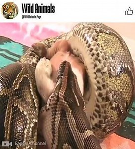 😱😨Can not believe my eyes ! giant python devours a pig | Eagle Cam