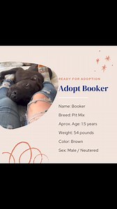 1.7K views · 43 reactions | Booker, a lovely Pit mix, is seeking...