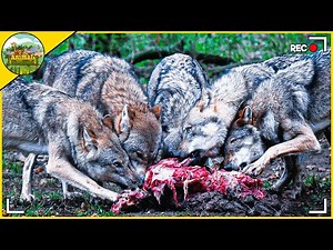 5 Wolf Packs Brutally Attacking Their Prey