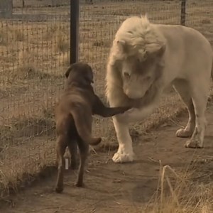 2.8K views · 186 reactions | Wild TV on Reels | Facebook