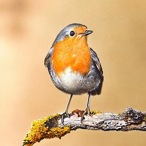 Feathered Fantasies: A Symphony of Bird Drawings | Marcello Barenghi - Illustrator