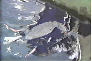 Birds Showtime 1994 03 14