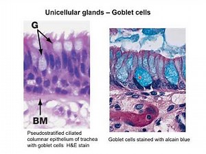 EXOCRINE GLANDS Histology Anatomy