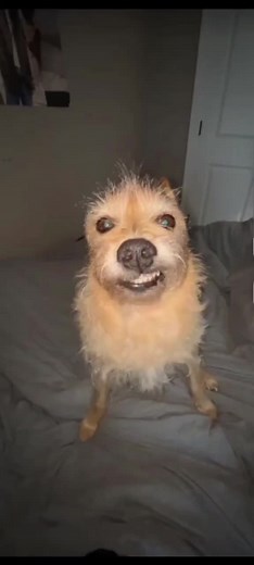 Explore the Humor of Ropopo Dog Memes