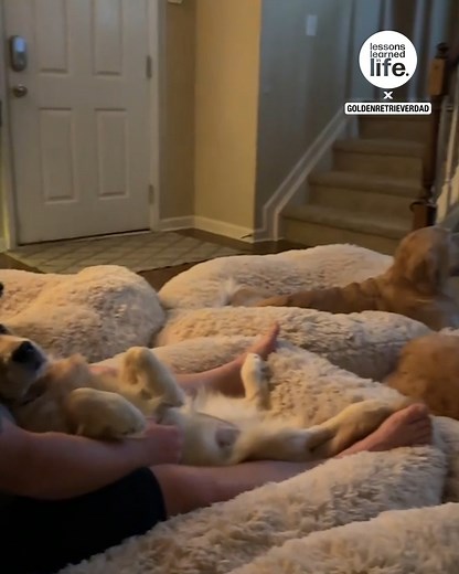 Getting golden retrievers ready for movie night 🐶 | Lessons Learned In Life