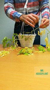 How to recover a dried up sweet potato vine ☺️ So, I left this plant dry for too long. A lot of the leaves dried out and turned yellow and brown. ➡️I removed all the dead leaves ➡️I cut some of the vines with no leaves or just a few. I could have propagated them as well ➡️Some long vines with a few leaves that look ok I just wraped around the pot ➡️I thoroughly watered the soil and left the plant in its spot under a grow light that's on for about 9 hours/day. When using grow lights, in most case