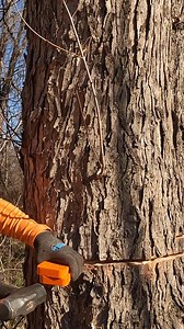 27K views · 396 reactions | Me and Bubba. Scene from "Off the tracks" #logging #wedge #hammer #tree #felling | Boys In The Woods | Facebook