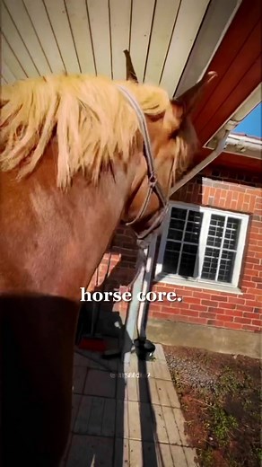 Horse Core Part 2: Equestrian Edits