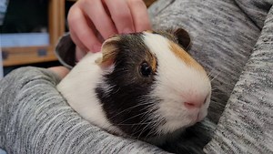 Friday night relaxation with Tufty | Cavy Corner