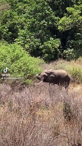 The elephant 🐘 what can I say 🤷‍♀️🥰 never get bored of watching them ❤️ I was so close if I had stretched my hand out I would have touched him for sure ❤️ tears rolled down my cheeks for sure . | NAIL Techniques
