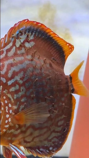 Evolution of the first spawn from our discus pair🤞 #discus #fish #breeding #pair #fry #aquarium