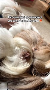 What do you call your sweetheart? 🥰❤️‍🔥 #pets #dog #cutepets #animals #shihtzu