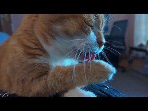ASMR Cat Washing Itself Just Before Bedtime
